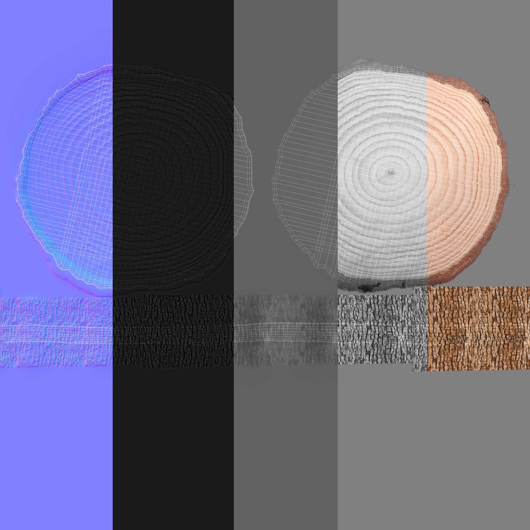 Tree Trunk Ring Section Slice 3D Model - TurboSquid 2304777