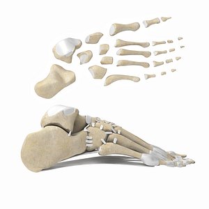 Foot bones 3D