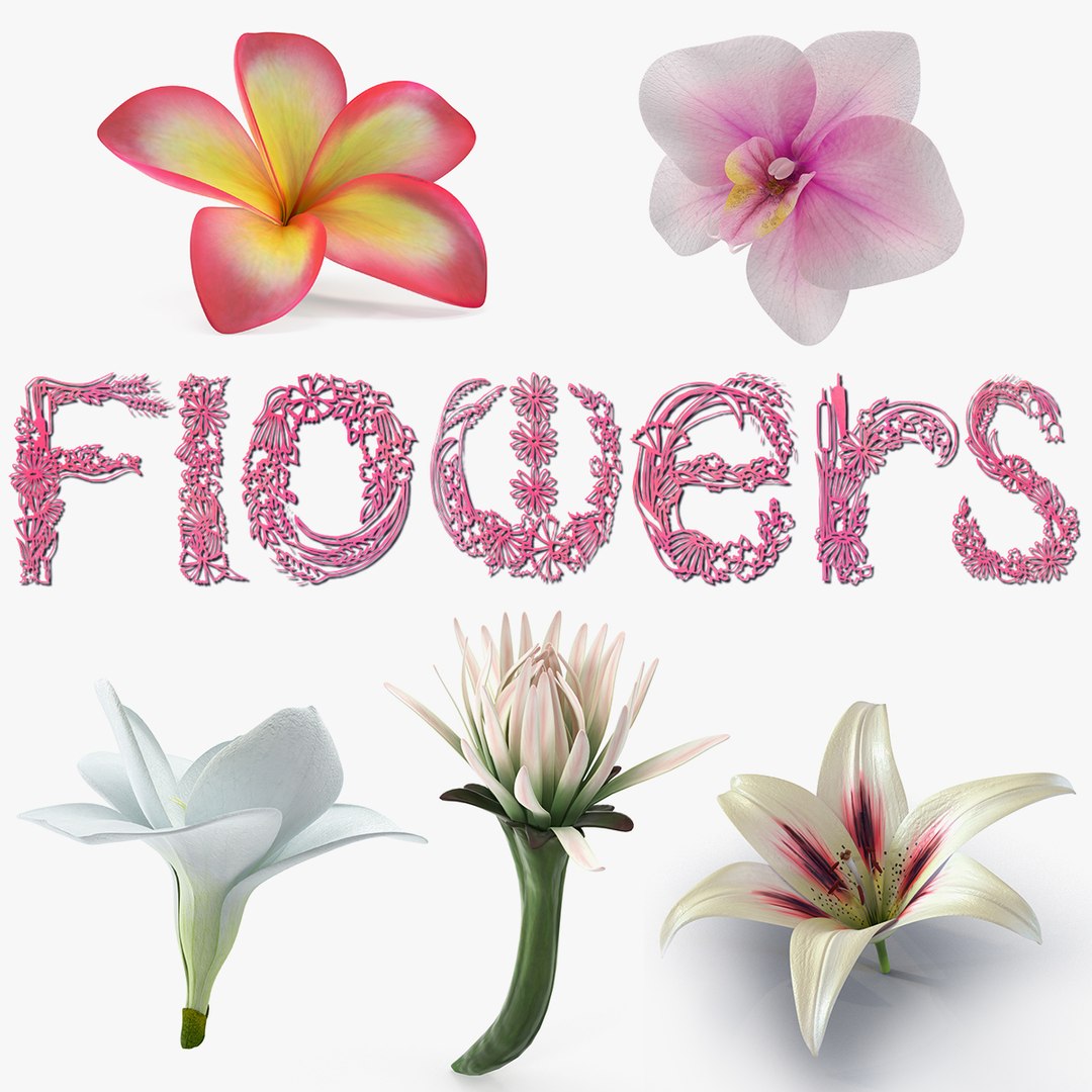 Flowers 3D Models Collection 7 3D model preview