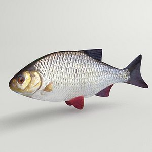 3d rudd modeled model