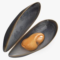 Open Cooked Mussel