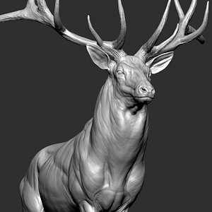 3D Reed Deer Stag VFX Zbrush Sculpture Digitale model