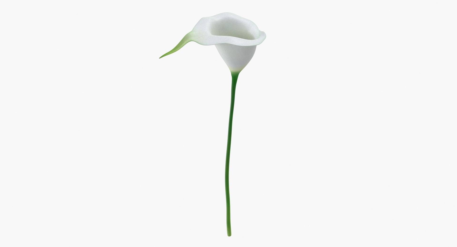 Calla Flower 3D model preview
