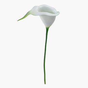 3D calla flower model