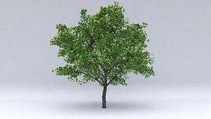 3D hawthorn fruits hight model