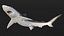 작은꼬리상어 또는 Carcharhinus Porosus