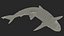 작은꼬리상어 또는 Carcharhinus Porosus