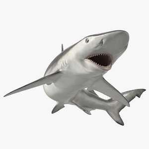 Smalltail Shark or Carcharhinus Porosus