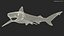 작은꼬리상어 또는 Carcharhinus Porosus