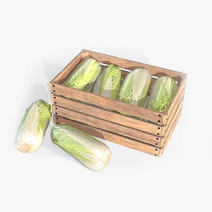 Chinese cabbage model