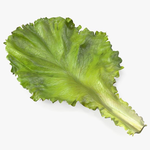 Realistic Lettuce Leaf 3D model