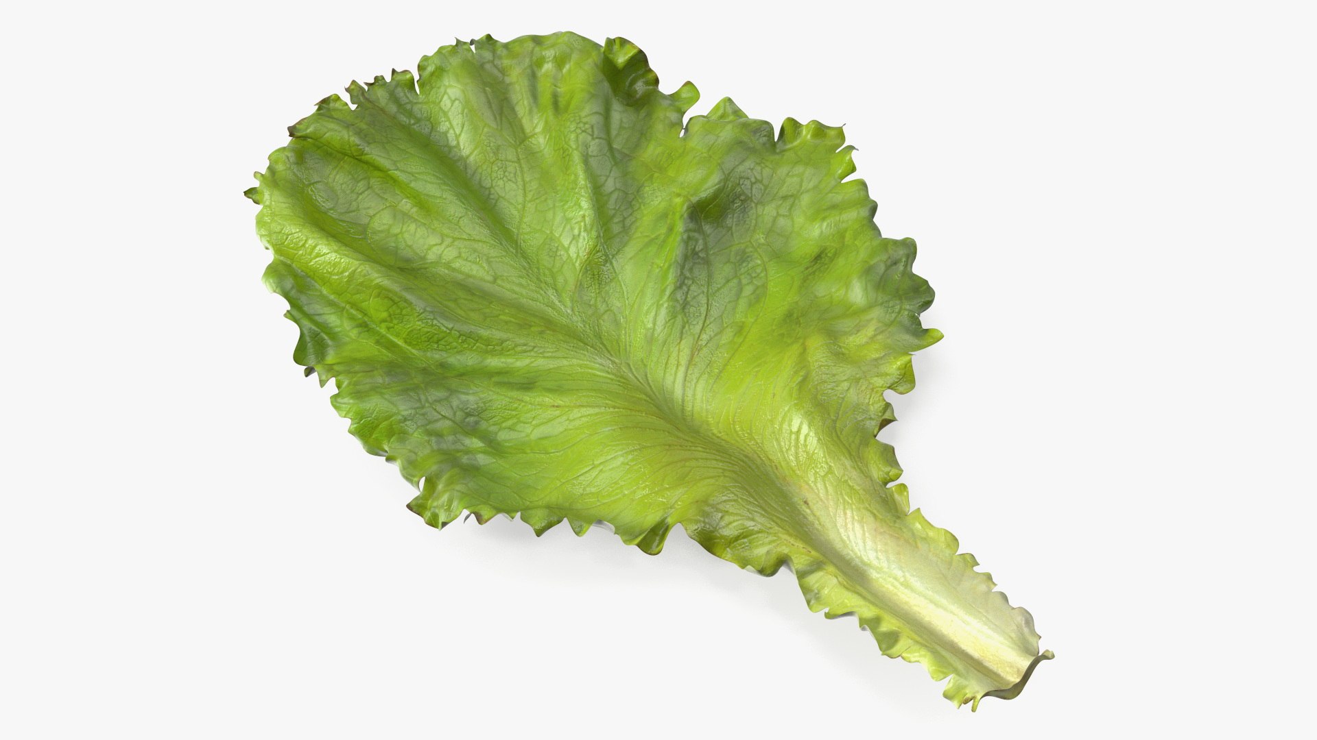 Realistic Lettuce Leaf 3D model preview