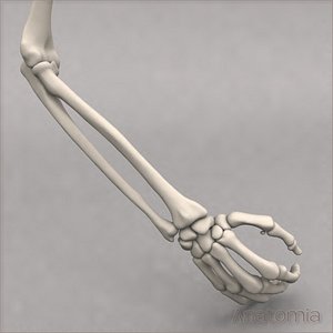 3d max male human arm skeleton