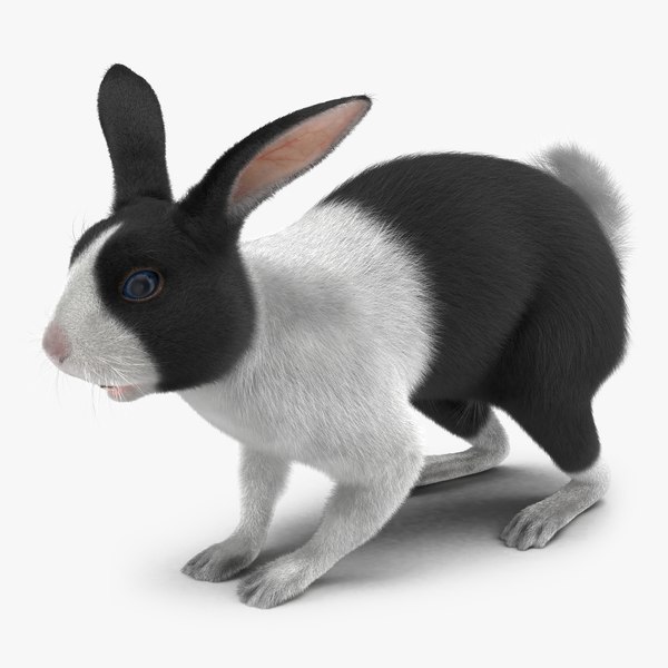 3d model black rabbit