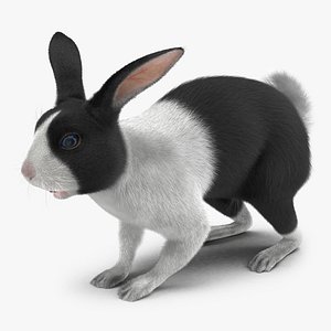 Black Rabbit 3D Model