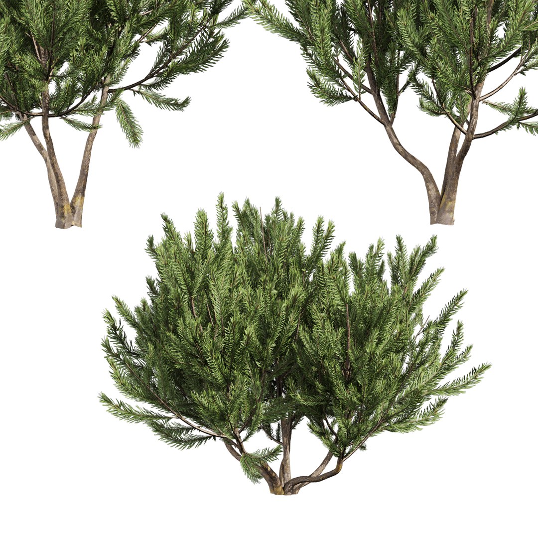 plant vol 994 - Pinus Mugo Bog Pine - shurb - bush 3D https://p.turbosquid.com/ts-thumb/xC/Y3oXES/9J/2/jpg/1787228958/1920x1080/fit_q87/d1f8a194e481a152cd4d4bfa6fe4aad9fef0b900/2.jpg