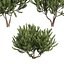 pianta vol 994 - Pinus Mugo Pino palustre - arbusto - cespuglio