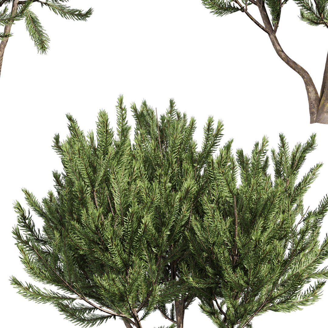 plant vol 994 - Pinus Mugo Bog Pine - shurb - bush 3D https://p.turbosquid.com/ts-thumb/xC/Y3oXES/bJ/4/jpg/1787228959/1920x1080/fit_q87/c1d634de1a9f97d244195839cef388a72b44c84b/4.jpg