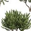 pianta vol 994 - Pinus Mugo Pino palustre - arbusto - cespuglio