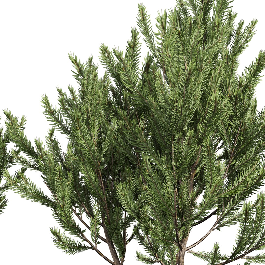 plant vol 994 - Pinus Mugo Bog Pine - shurb - bush 3D https://p.turbosquid.com/ts-thumb/xC/Y3oXES/eD/3/jpg/1787228959/1920x1080/fit_q87/ca87443fa27d1ee2abc8d8f7d3fc6f8284f7400b/3.jpg
