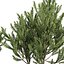 pianta vol 994 - Pinus Mugo Pino palustre - arbusto - cespuglio