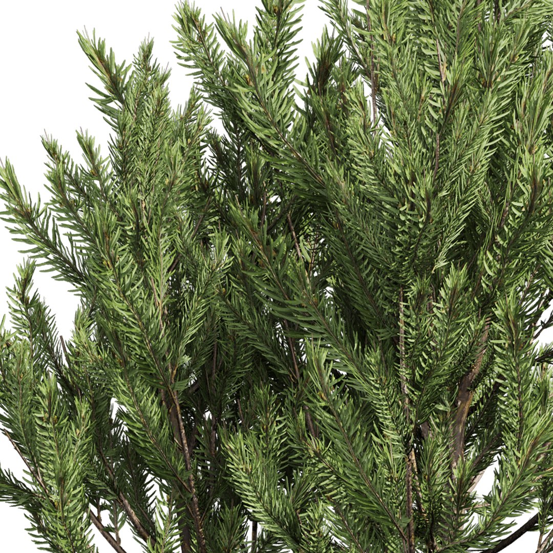 plant vol 994 - Pinus Mugo Bog Pine - shurb - bush 3D https://p.turbosquid.com/ts-thumb/xC/Y3oXES/mg/5/jpg/1787228961/1920x1080/fit_q87/b91bd164ca10479ca0c9a2e21405d9a9ef2b225a/5.jpg