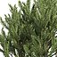 pianta vol 994 - Pinus Mugo Pino palustre - arbusto - cespuglio