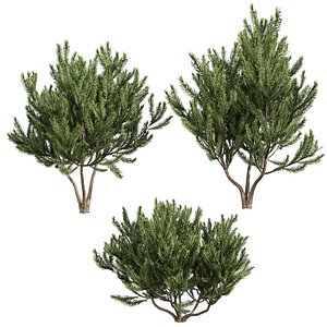 plant vol 994 - Pinus Mugo Bog Pine - shurb - bush 3D
