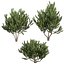 pianta vol 994 - Pinus Mugo Pino palustre - arbusto - cespuglio