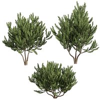 plant vol 994 - Pinus Mugo Bog Pine - shurb - bush