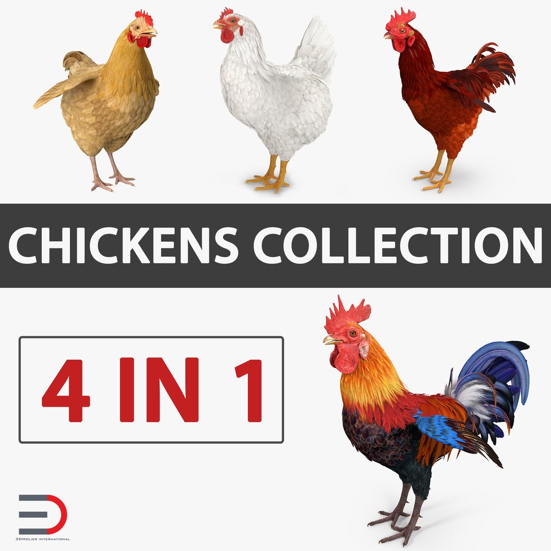 Chicken and Rooster Collection 3D model preview