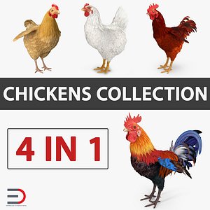 Chicken and Rooster Collection