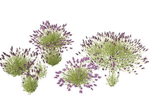 3D Highpoly-Low Poly - Lavandula angustifolia  - English lavender