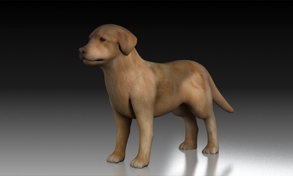 Free 3D Golden-Retriever Models | TurboSquid