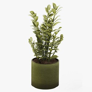 Zamioculcas plant in a green pot