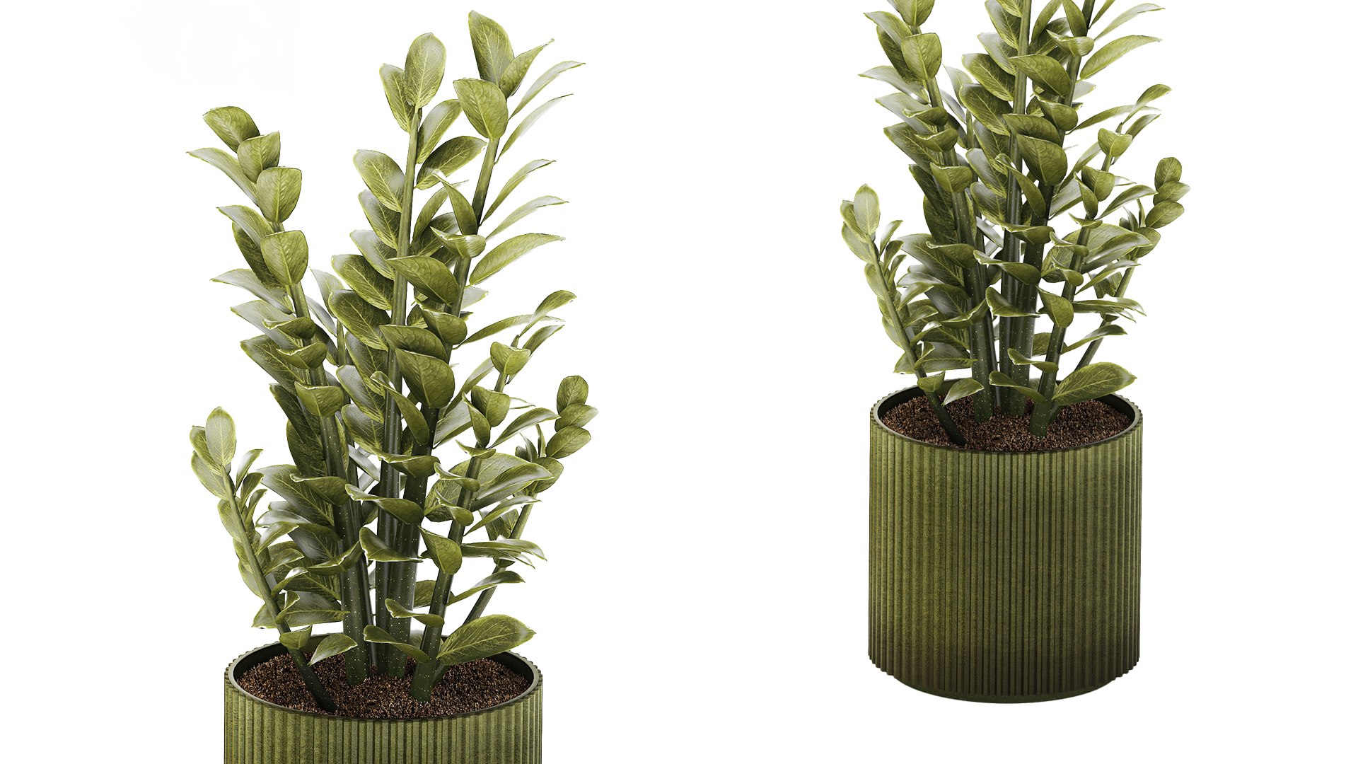 Zamioculcas plant in a green pot 3D model https://p.turbosquid.com/ts-thumb/xC/rltD1Y/KA/zamioculcasgreenpot281004/jpg/1793197585/1920x1080/fit_q87/8b2ae0d45498a17e683423ef249d4877e7b0a97c/zamioculcasgreenpot281004.jpg