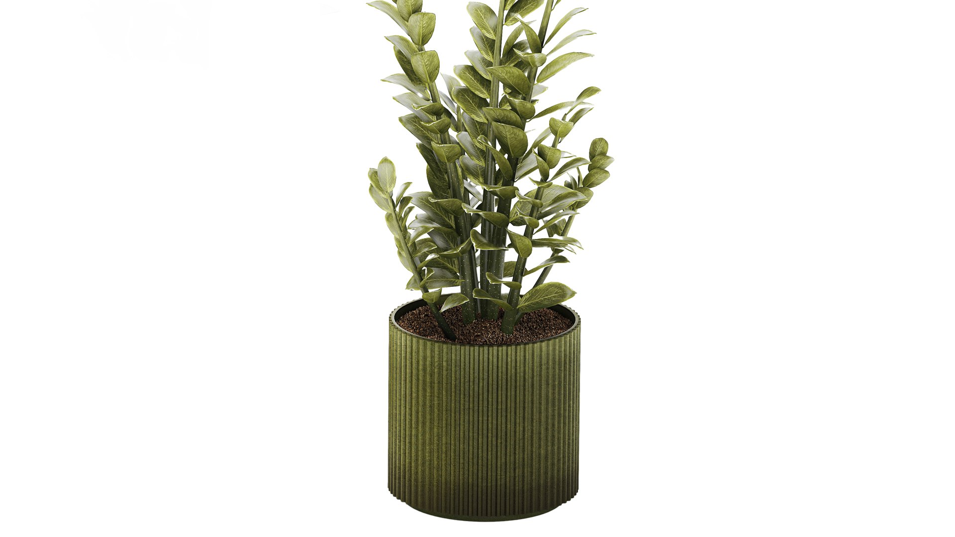 Zamioculcas plant in a green pot 3D model https://p.turbosquid.com/ts-thumb/xC/rltD1Y/dw/zamioculcasgreenpot281005/jpg/1793197536/1920x1080/fit_q87/5b24e3611b11529627f624a65f0a11c4d8b87695/zamioculcasgreenpot281005.jpg