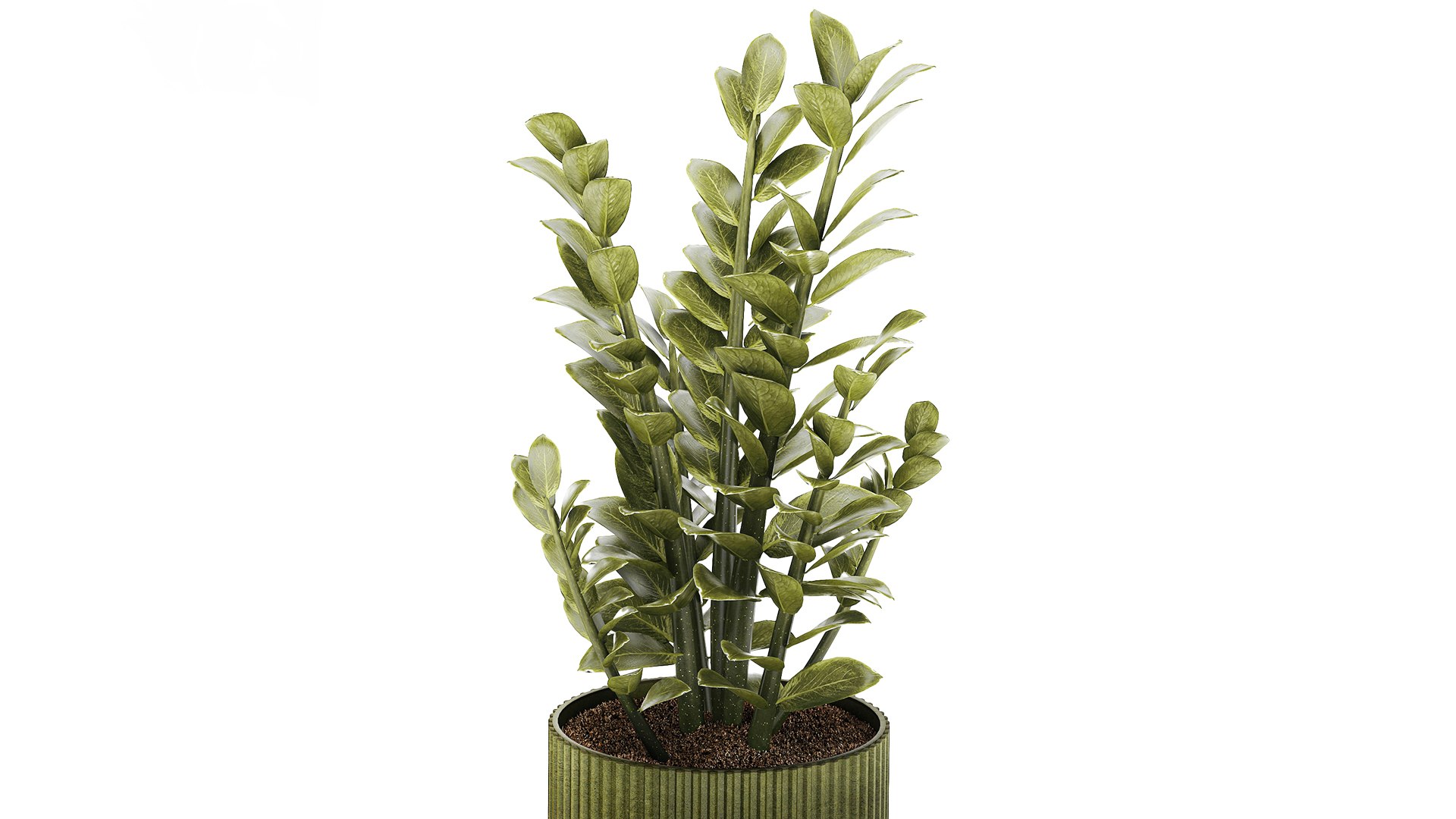 Zamioculcas plant in a green pot 3D model https://p.turbosquid.com/ts-thumb/xC/rltD1Y/nd/zamioculcasgreenpot281002/jpg/1793197536/1920x1080/fit_q87/a52042a38aac0b46228737720c67c2791e9178cc/zamioculcasgreenpot281002.jpg