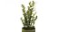 緑色の鉢植えのザミオクルカス