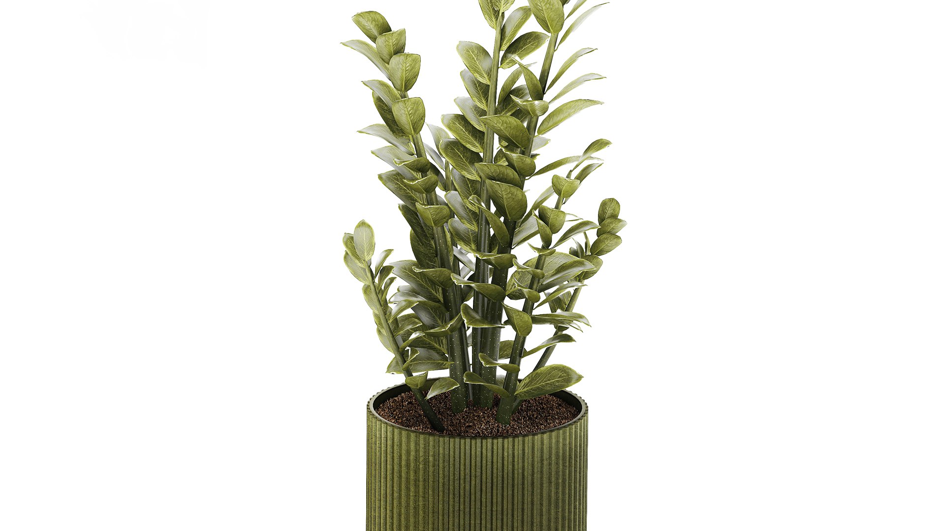 Zamioculcas plant in a green pot 3D model https://p.turbosquid.com/ts-thumb/xC/rltD1Y/oN/zamioculcasgreenpot281003/jpg/1793197584/1920x1080/fit_q87/6bec7efbe3b681ba99159fc979ea3b683bafa568/zamioculcasgreenpot281003.jpg