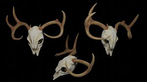deer scull 3D