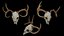 Deer Scull