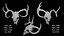 Deer Scull
