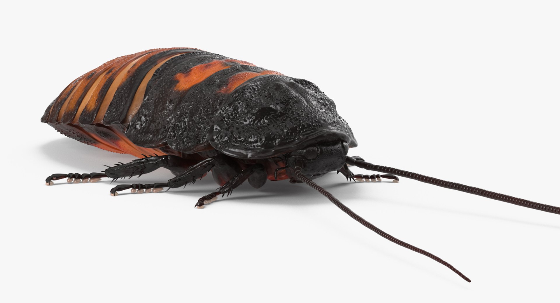 hissing cockroach rigged 3d model https://p.turbosquid.com/ts-thumb/xC/xQe2ED/4xEsMq6K/hissingcockroachriggedc4dmodel005/jpg/1478066989/1920x1080/fit_q87/7847ad2fd593d3cd80b3a241a4dba3c75bd84c5f/hissingcockroachriggedc4dmodel005.jpg