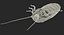 Hissing Cockroach Rigged 3D Model