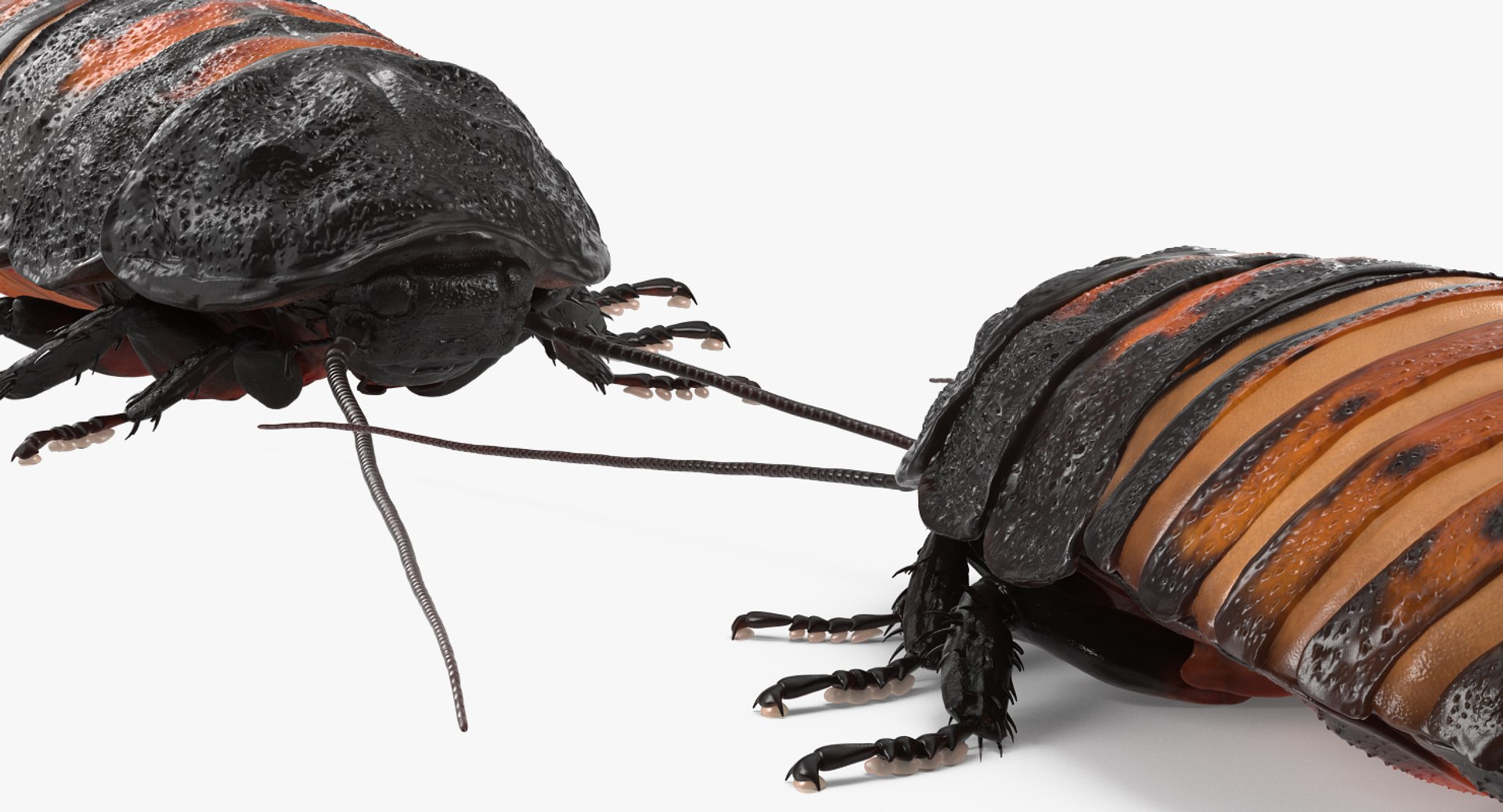 hissing cockroach rigged 3d model https://p.turbosquid.com/ts-thumb/xC/xQe2ED/TnghPKAf/hissingcockroachriggedc4dmodel012/jpg/1478066989/1920x1080/fit_q87/b740a5ce8e30db454064c55841ec2dae40a16a74/hissingcockroachriggedc4dmodel012.jpg