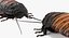 Hissing Cockroach Rigged 3D Model