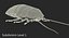 Hissing Cockroach Rigged 3D Model