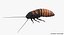 Hissing Cockroach Rigged 3D Model