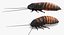 Hissing Cockroach Rigged 3D Model